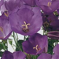 Campanula Pearl Deep Blue