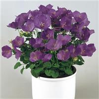 Campanula Pearl Deep Blue