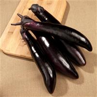 Shikou Eggplant