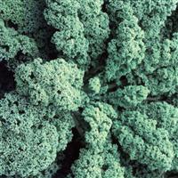 Blue Ridge Kale