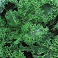 Vates Blue Curled Scotch Kale