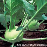 Quickstar Kohlrabi