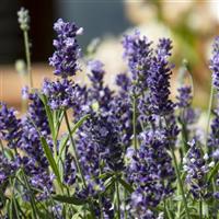 Lavandula Chill Out Blue ApeX