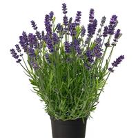 Lavandula Chill Out Blue ApeX
