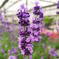Lavandula Lovely Sky