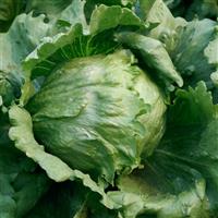 Regency 2.0 Lettuce