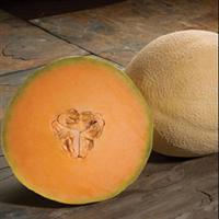 Atlantis Melon