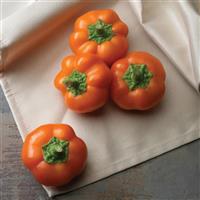 Hungarian Cheese Pepper Orange You Sweet Pepper