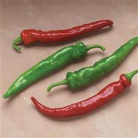 Arapaho Pepper