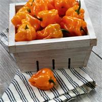 Chaak Pepper