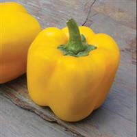 Early Summer Pepper