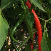 Gong Bao Pepper