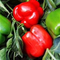 Majestic Red Pepper