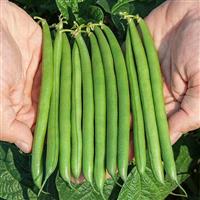 Caprice Bean