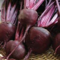 Bull's Blood Beet