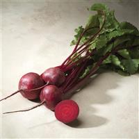 Merlin Beet