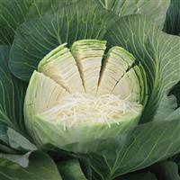 Zenon Cabbage