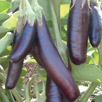 Little Fingers Eggplant