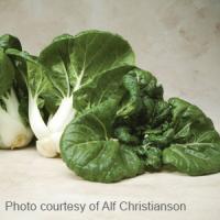 Toy Choy Pak Choi