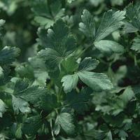 Italian Dark Single Parsley