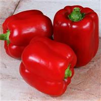 Arica Pepper