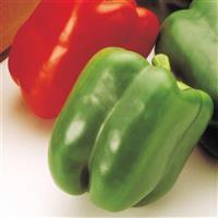 Aristotle Pepper