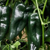 Sargento Pepper