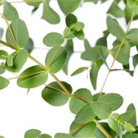 Small Leaved Gum Eucalyptus