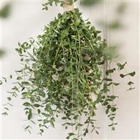 Small Leaved Gum Eucalyptus