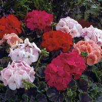 BullsEye Mix Geranium