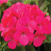 Pinto Premium Lavender Rose Geranium