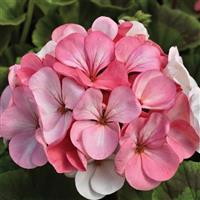 Pinto Premium White to Rose Geranium