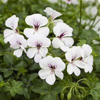 Reach Out White Ivy Geranium
