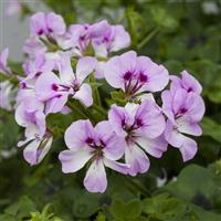 Reach Out Lilac Bicolor Ivy Geranium