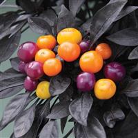 Onyx Orange Ornamental Pepper