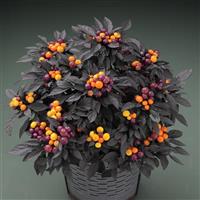 Onyx Orange Ornamental Pepper
