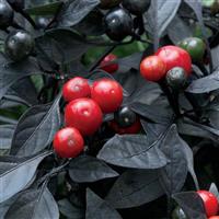 Onyx Red Ornamental Pepper