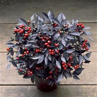 Onyx Red Ornamental Pepper