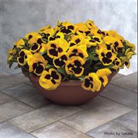 Majestic Giants II Yellow with Blotch Pansy