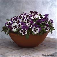 Majestic Giants II Blue And White with Blotch Pansy