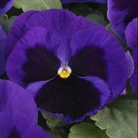 Majestic Giants II Mid Blue with Blotch Pansy