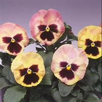 Majestic Giants II Sherry with Blotch Pansy
