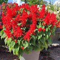 Red Hill Salvia