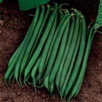 Valentino Bean