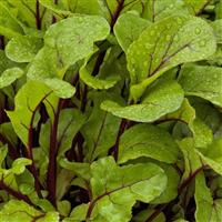 Fresh Start Beet
