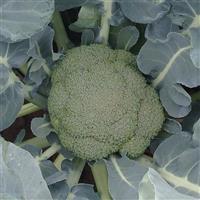Abrams Broccoli