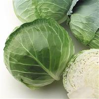 Platinum Dynasty Cabbage