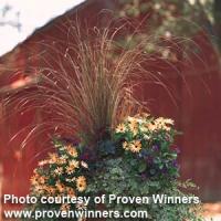 Grass Carex flagellifera Toffee Twist
