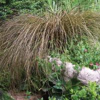 Grass Carex flagellifera Toffee Twist