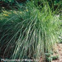 Grass Miscanthus sinensis Gracillimus